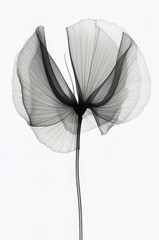 Lovely Adorable X Ray Flower 