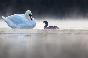 Łabędź i Kormoran © chytla_fotografie