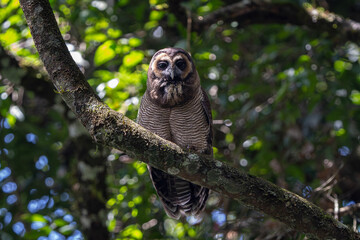 Brown wood owl (Strix leptogrammica ) perched on a tree at the shoal forest