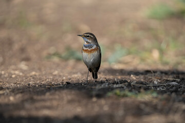 Bluethroat ( Luscinia svecica ) stands its ground