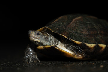 Fototapeta premium The Indian black turtle or Indian pond terrapin (Melanochelys trijuga)