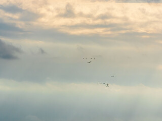 秋雨の日の束の間の晴れ間に鳥の群れが飛ぶ33