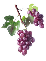 Close-up of a grape hanging downwards, with dewdrops glistening on the skin.