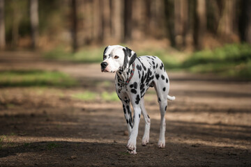 dalmatian dog standing and looking back by the forest