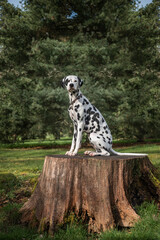Dalmatian dog sitting on a tree stump by the forest