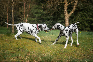 two Dalmatian dogs playing with a large stick at the forest