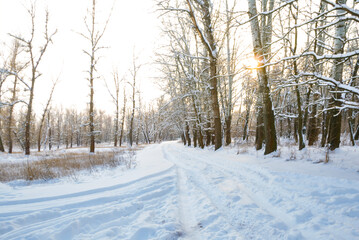 rural road through the winter snowbound forest at the sunny day