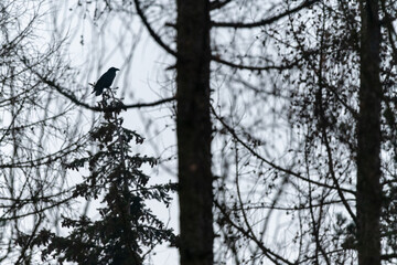 A raven crow sitting on top of a tree in a forest in the Czech Republic