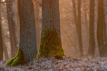Oak forest with morning light fog and dried leaves of trees in Czech Republic