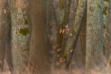Oak forest with morning light fog and dried leaves of trees in Czech Republic