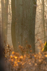 Oak forest with morning light fog and dried leaves of trees in Czech Republic