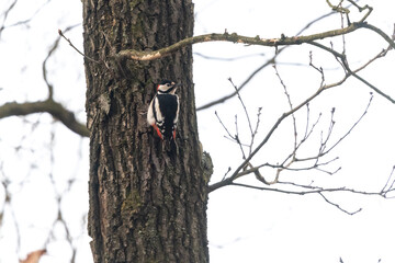 Woodpecker sitting on a branch in an oak forest in the Czech Republic