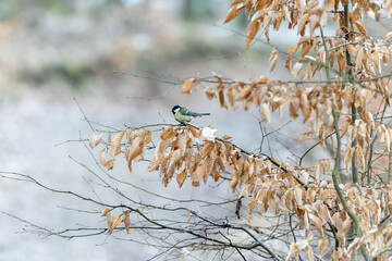 Great tit sitting on a branch in an oak forest in the Czech Republic