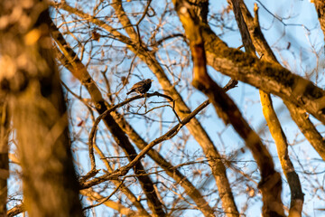 A small songbird, a blackbird, sitting on a branch in an oak forest in the Czech Republic