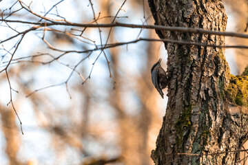A small songbird, a blackbird, sitting on a branch in an oak forest in the Czech Republic