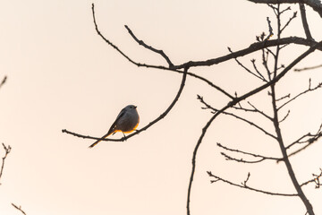 The long-tailed tit (Aegithalos caudatus) sitting on a branch in an oak forest in the Czech Republic