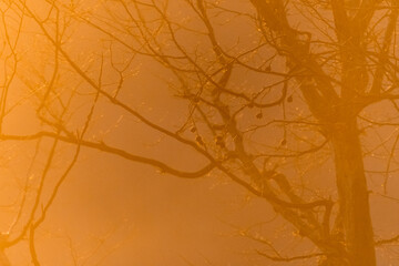 Oak forest with morning light fog and dried leaves of trees in Czech Republic