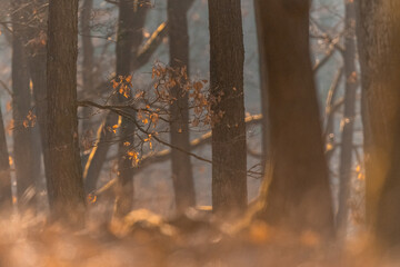 A small songbird, a blackbird, sitting on a branch in an oak forest in the Czech Republic