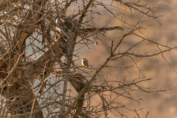 A small songbird, a blackbird, sitting on a branch in an oak forest in the Czech Republic