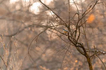 Great tit sitting on a branch in an oak forest in the Czech Republic