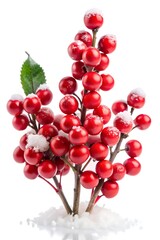 winterberry on white background