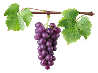 Fototapeta premium Juicy Purple Grapes Ready for Harvest