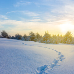 Obraz premium snowbound fir forest glade with human track at the sunset