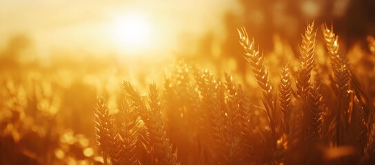 Naklejka premium Ripe wheat fields natural landscape at sunset, farm harvest season. Golden wheat field at sunset 
