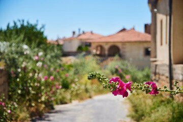 A branch of a flowering plant on the background of beautiful houses.