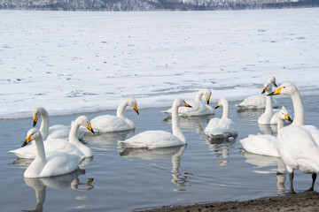 屈斜路湖で温泉に浸かる白鳥たち