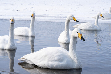 屈斜路湖で温泉に浸かる白鳥たち