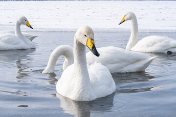 屈斜路湖で温泉に浸かる白鳥たち