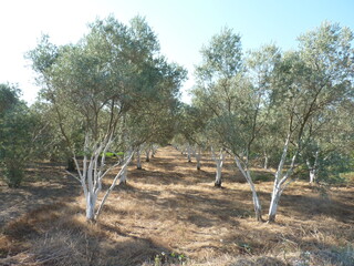 Sunlit Olive Grove: Rows of Resilient Trees Standing as Symbols of Growth, Harmony, and the Timeless Bond Between Nature and Serenity Under a Clear Blue Summer Sky