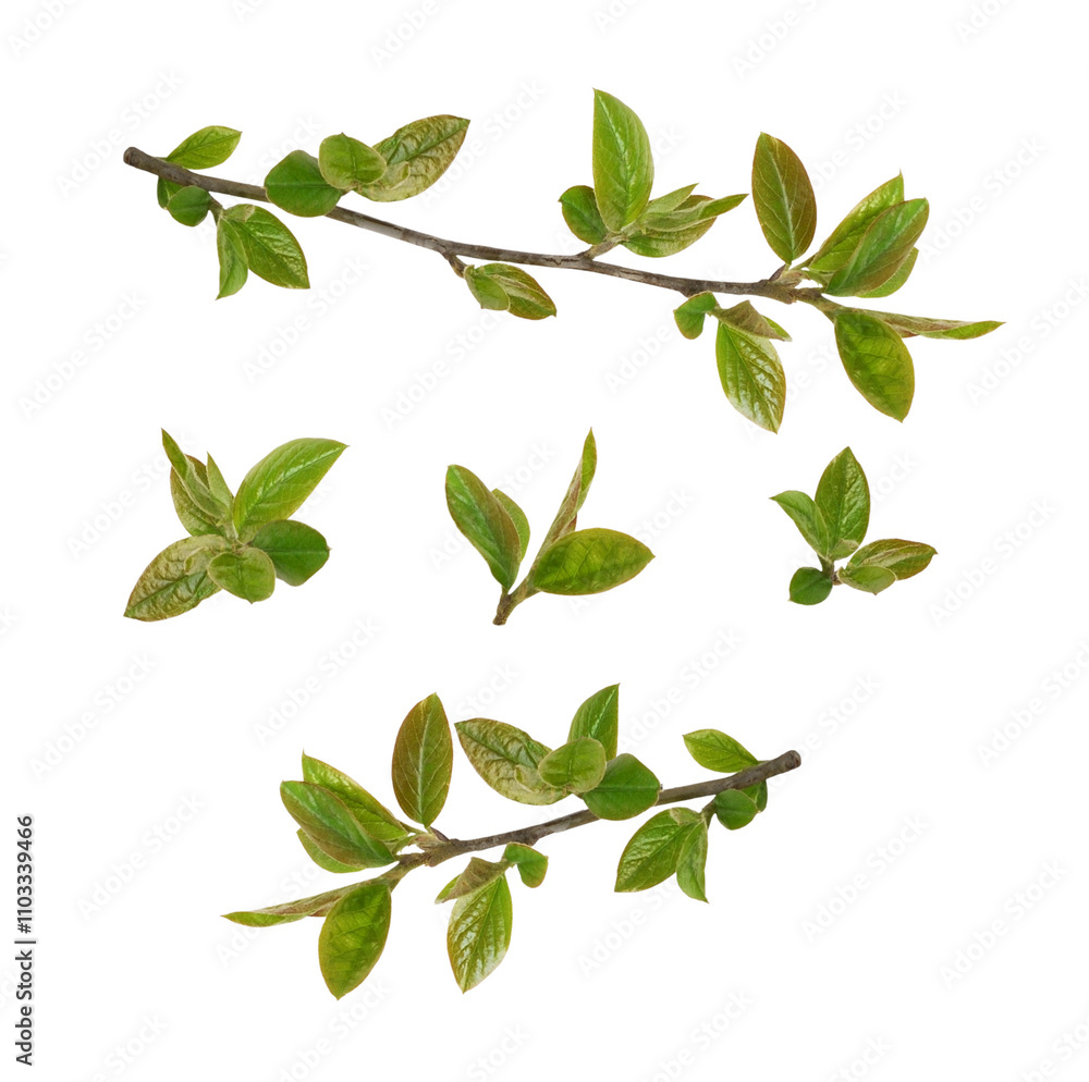 Wall mural spring twig with small green leaves isolated on white or transparent background