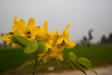 nature The flowers of Cassod tree. The bouquet is branched at the end of the branch. Yellow flowers Rounded with 6x4 petals, rounded, easily fallen white background