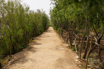 Jordan. Place of Jesus' baptism. Pedestrian path to baptism site, fenced with wooden railings. Holy Land is fifth Gospel.