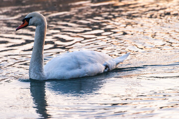mute swan cygnus olor, on the lake, close up, portrait 