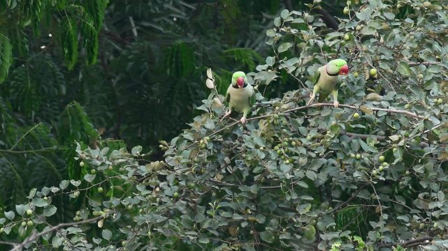 Alexandrine Parakeets enjoying the fruit berry on the tree