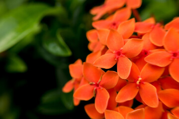 vibrant orange Ixora flowers with five petals each, against a blurred green background. Known for their striking clusters, these tropical garden plants are often used ornamentally