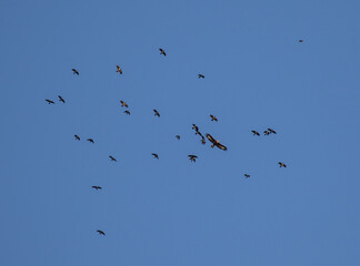 flock of birds