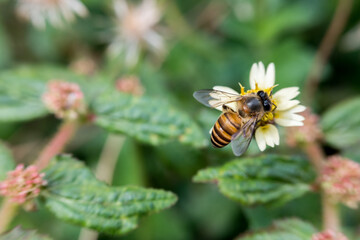 A close-up of a bee collecting nectar from a yellow flower, with wings clearly visible and intricate body details in sharp focus