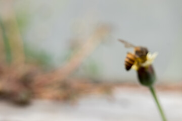 A blurry, unfocused photo of a honeybee perched on a wildflower.