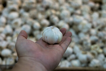 A hand holds a garlic bulb against a backdrop of many garlic bulbs, showcasing the texture and details, suitable for culinary or agricultural use.