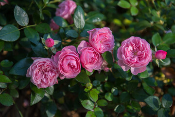 Pink roses grow in the garden. Gardening in the local area.