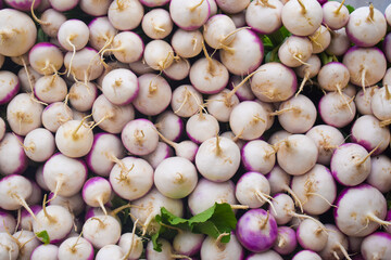 A close-up of fresh purple and white turnips. Perfect for healthy eating, cooking, and farming concepts, in holes, fresh turnip. Turnip is a typical root vegetable used in pickling texture background