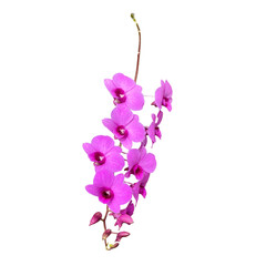  orchid flowers on a stem, isolated on a white background