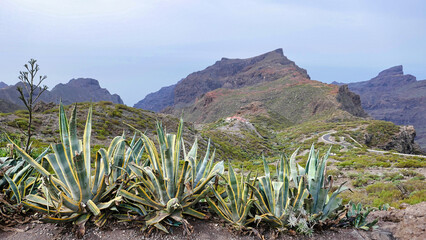 Blick in die Masca Schlucht auf Teneriffa
