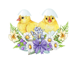 Easter mood festive decoration with cute newborn chicks surrounded by primrose garden flowers illustration on white background. Perfect for holiday festive decor, cards and seasonal designs