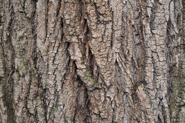 A detailed view of rugged tree bark, showcasing natural patterns, cracks, and earthy textures, perfect for nature and texture-focused projects
