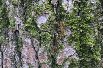 A detailed close-up of tree bark covered with vibrant green moss, showcasing natural textures and organic patterns in a forest environment